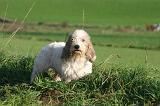 PTIT BASSET GRIFFON V.  014